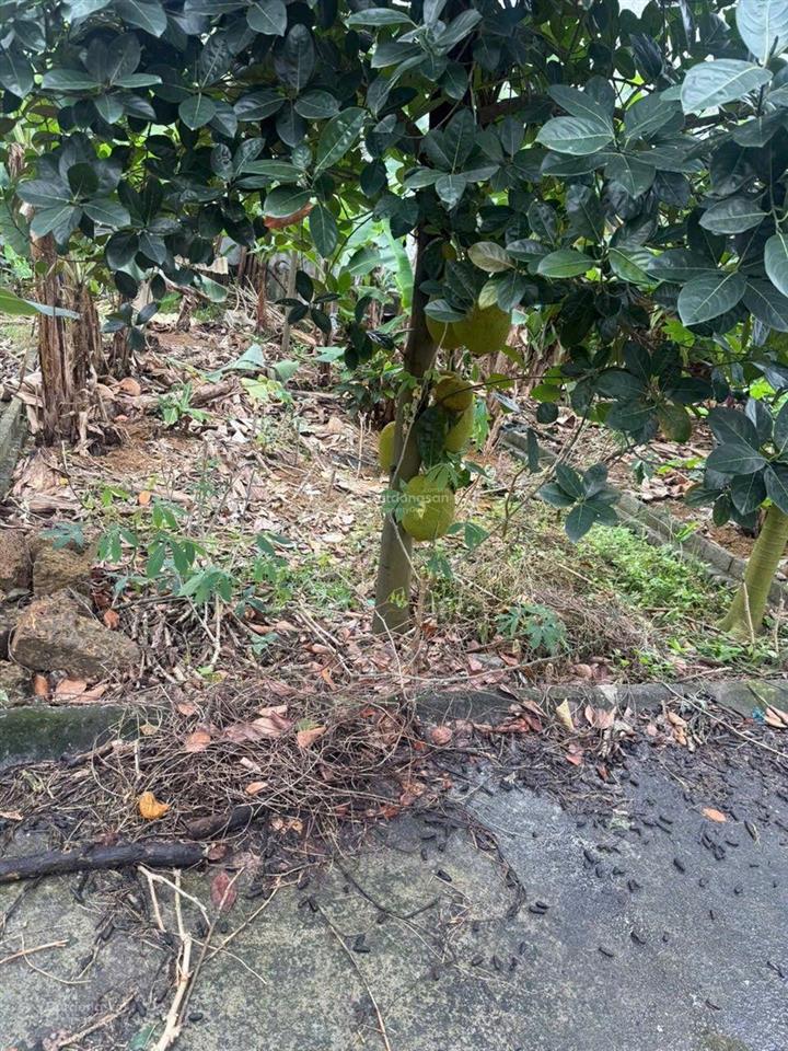 Còn duy nhất 1 lô chỉ 1,7 tỷ. 61,5m² full thổ cư tại hòa lạc. 0962 783 ***