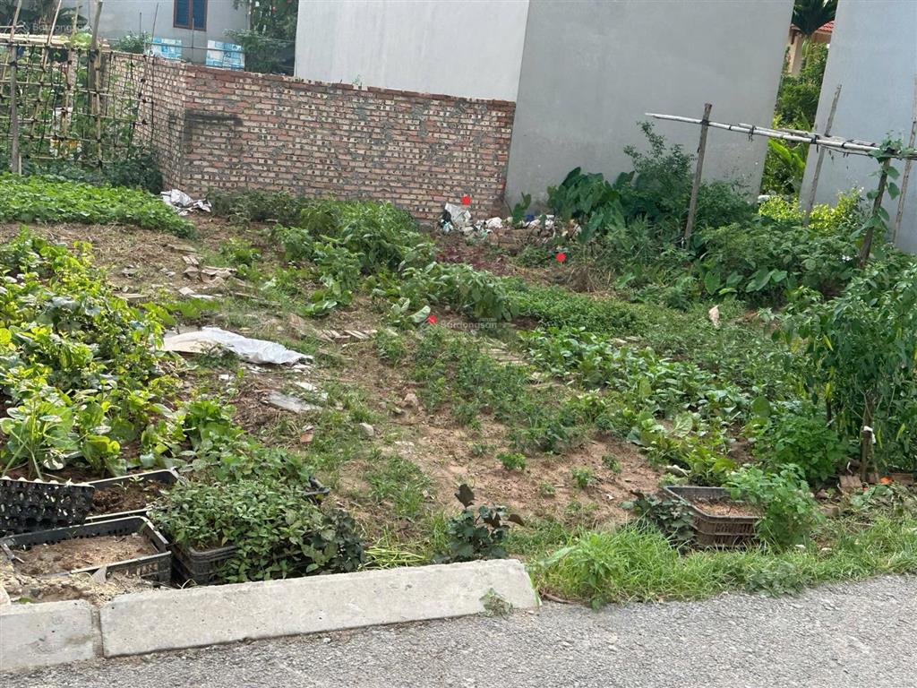 Bán đất ỷ lan gia lâm dt 65m² vuông vắn vài bước ra ô tô, giá cực tốt