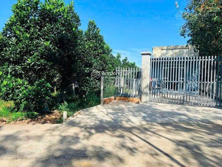 Chủ cần tiền bán vườn đang thu hoạch xã phước thành hcm giá 490tr/250m2 sổ sẵn