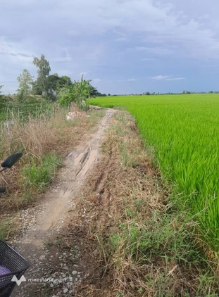 Bán gấp 2500m2 đất ruộng tại Châu Thành, An Giang - Giá chỉ 500 triệu