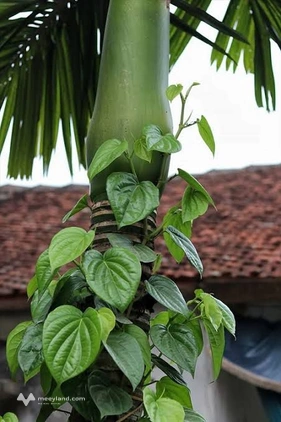 Đất Đồng Tâm, Vĩnh Yên - Nơi an cư lý tưởng, giá tốt