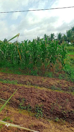 Đất vườn Hưng Khánh Trung B, xe tải vivu, mặt tiền đẹp, giá chỉ 1 tỷ