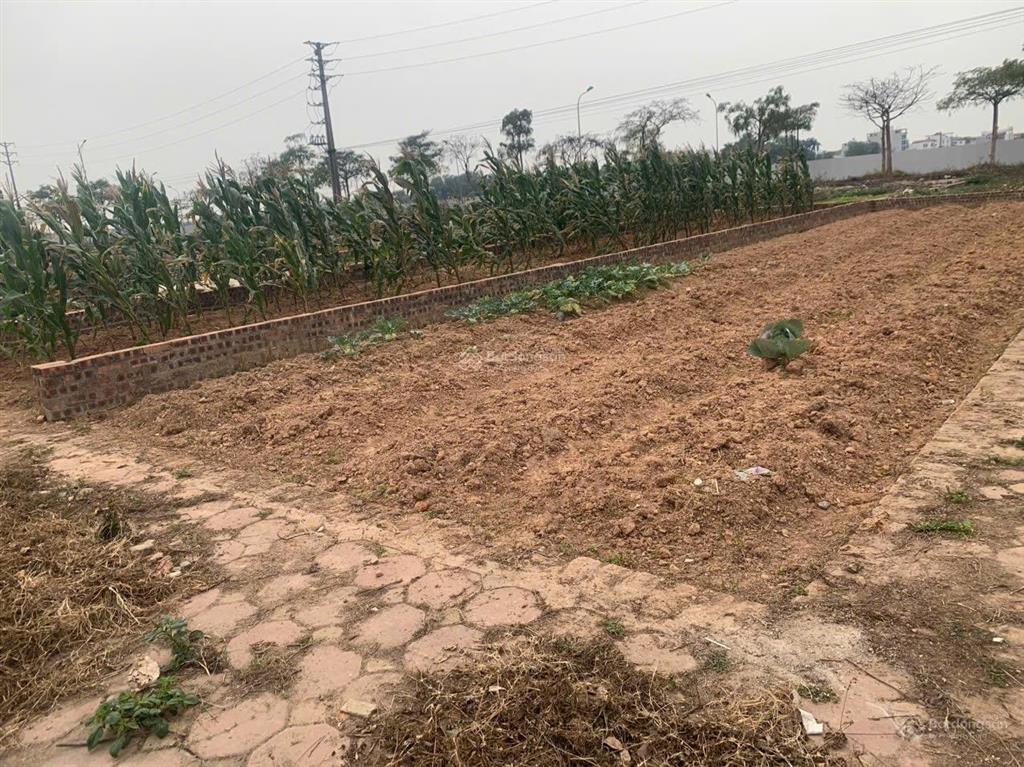 Lô góc cực đẹp dt95m full khu đấu giá hương đình mai đình đối diện là cn 2.3khu vực hót nhất.