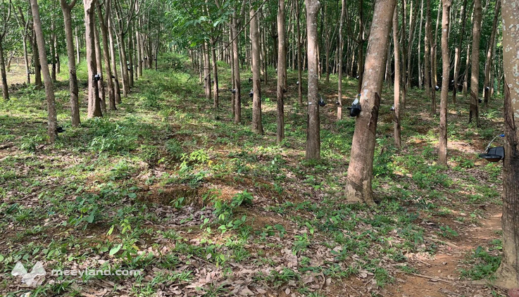 Cao su 2.1 ha thu nhập khủng, giá hời 2.5 tỷ - Cách KCN Hoà Phú 3km