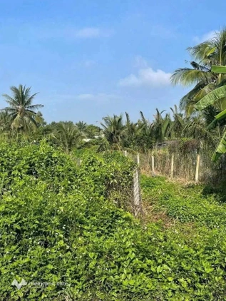 Đất thổ cư mặt tiền nhựa Bùi Tấn, Nhơn Thạnh Trung, Tân An