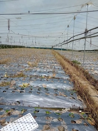 Bán đất sào thổ cư, mặt tiền 30m tại Quảng Lập, Đơn Dương, Lâm Đồng