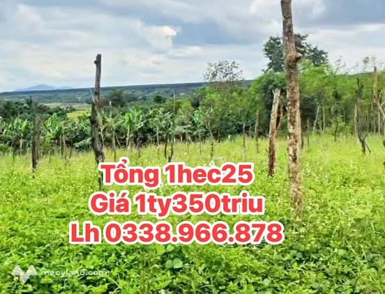 Cần bán gấp lô đất rẫy rộng 1,25 hecta tại xã Ia Blang, huyện Chư Sê, tỉnh Gia Lai