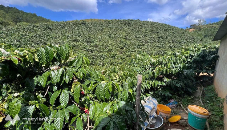Cần bán gấp lô đất nông nghiệp diện tích 1,4ha tại xã Phú Sơn, huyện Lâm Hà, tỉnh Lâm Đồng