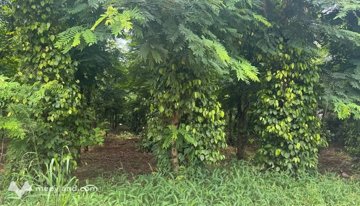 Đất vàng Buôn Đôn 500m2, 2 sổ, gần phố, giá hời