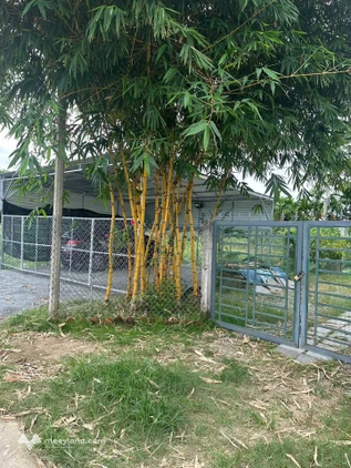 Mảnh vườn xinh đẹp, tọa lạc tại hẻm Nguyễn Thụy, khu vực an ninh