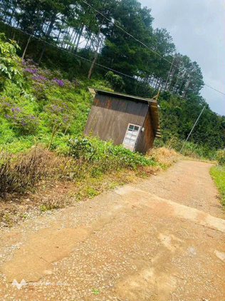 Bán gấp vườn thông Đà Lạt 2500m2 - Giá tốt 850 triệu