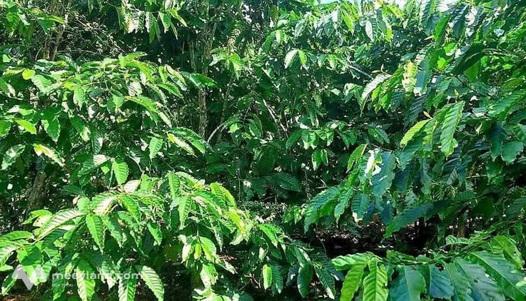Bán gấp 2 ha cafe đông đặc, thu nhập khủng, mặt tiền 100m đường nhựa