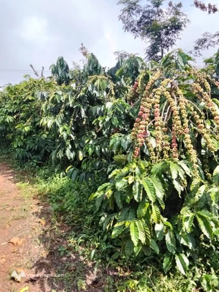 Đất Gia Nghĩa 2,4 ha cà phê xanh mướt, ao hồ máy điện đủ cả, giá 6 tỷ, săn ngay kẻo lỡ