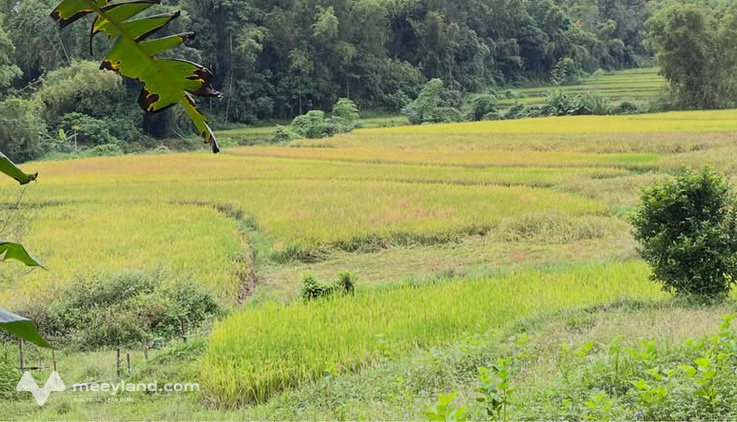 Siêu phẩm đất lúa 2800m² tại Cao Bằng, giá chỉ 700 triệu
