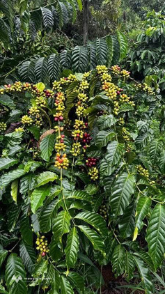 Đất vàng Đắk Nông, giá hời như mơ, đường xe hơi đón chào