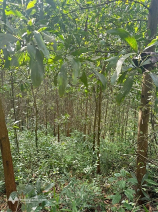 Gần 4 ha đất trồng keo tại Thái Nguyên, đường bán tải tận nơi