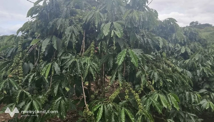 Bán rẫy 3,8 ha tại Bắc Gia Nghĩa, Đắk Nông, thu 4 tấn cà phê, 120 cây sầu riêng