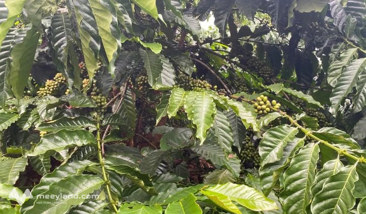 Bán gấp 1.2ha đất rẫy cà phê, tiêu tại Gia Nghĩa - Thu nhập khủng 2 tấn/năm