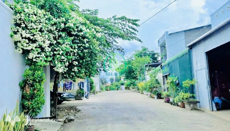Nhánh phù đổng Thiên Vương, đối diện sân bay quốc tế Lương Khương, Đức Trọng, Lâm Đồng