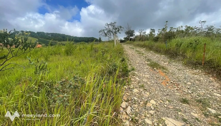 Đất view đồi thông, 2 sào Lạc Dương - Giá mềm xao xuyến