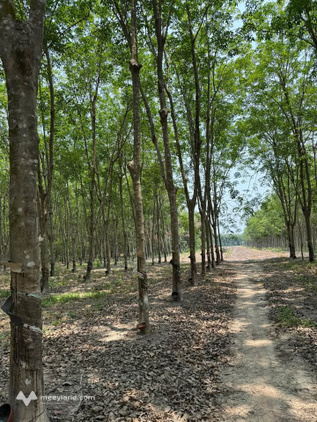 Bán gấp 3,2 ha cao su 4 năm tuổi tại Tân Lập, Tây Ninh, cơ hội đầu tư sinh lời