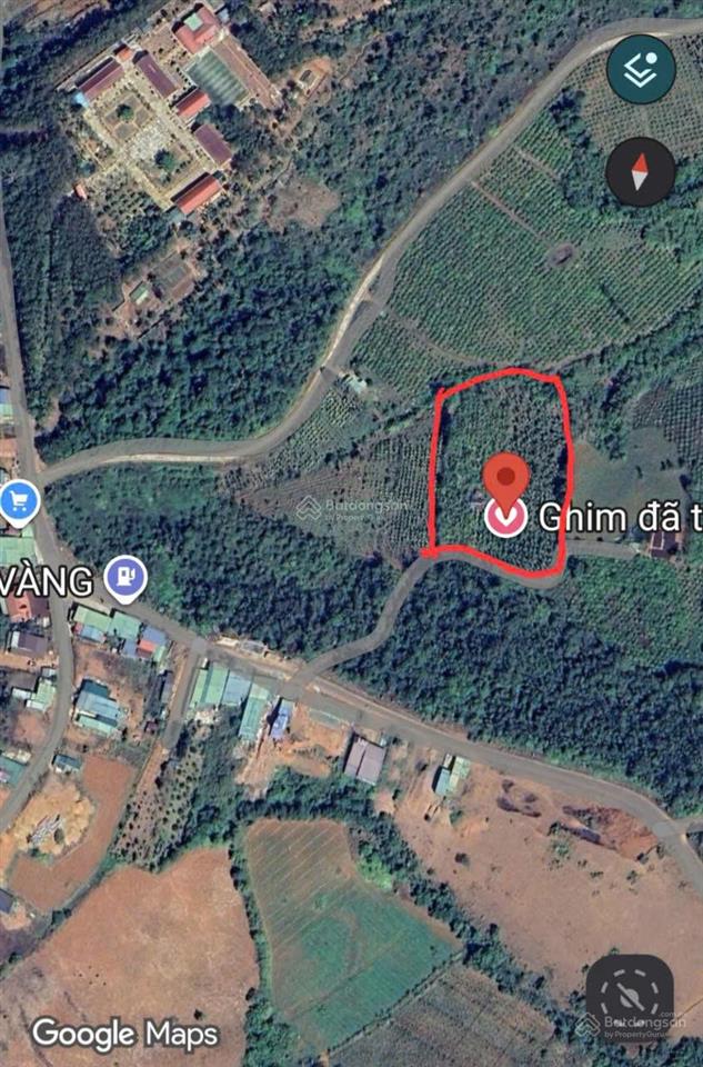 Chính chủ cần bán gấp đất 8.000m2 tại thị trấn đắk búk so, 1.4 tỷ. đất trồng cây lâu năm