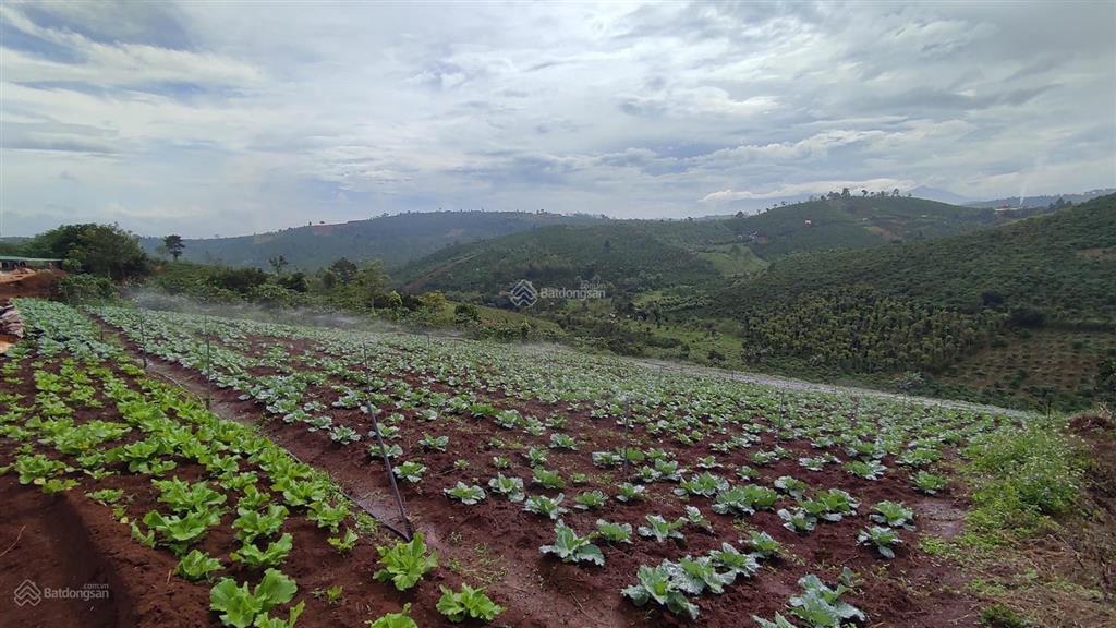 Đất đầu tư nghỉ dưỡng, phân lô view hồ, giáp hồ tại tân thượng di linh giá chỉ 2,6tỷ với dt 4144m2