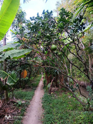 Đất vườn Lương Quới - Đầu tư xinh xinh, vườn cây trĩu quả