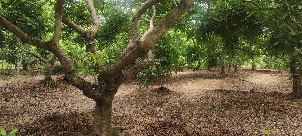 Bán 2160m2(6 sào) đất 03 (nông nghiệp) tại đông tảo ngay vành đai 4, đường thông 2 ô tô, 0961 532 ***