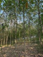 Đất chính chủ không qua trung gian thuận mua vừa bán
