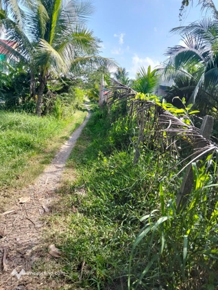 Bán 900m2 đất Tân Thanh Giồng Trôm - Đất cách lộ nhựa lớn 200m
