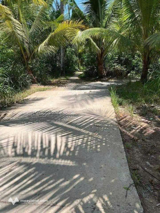Bán đất vườn dừa Lương Phú, Giồng Trôm, Bến Tre cũ, giá 350 triệu