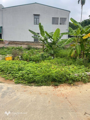 Cần bán ô đất 81m2 full thổ cư, mặt tiền 5,25m Minh Phương, Nông Trang, Phú Thọ