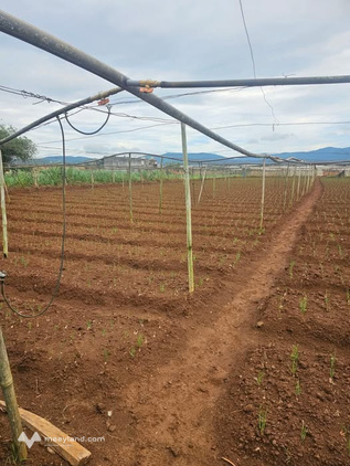 Đất đẹp giá rẻ ngay trung tâm Quảng Lập - Lâm Đồng, giá 620 triệu