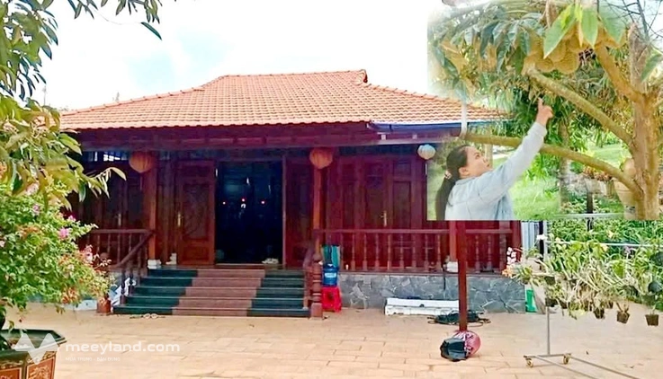 Bán vườn sầu riêng 8.300m² trung tâm Bà Rịa - thu hoạch 1.5 tỷ/năm