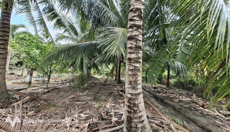 Bán đất vườn dừa, thu nhập ổn định tại Phong Nẫm, Bến Tre