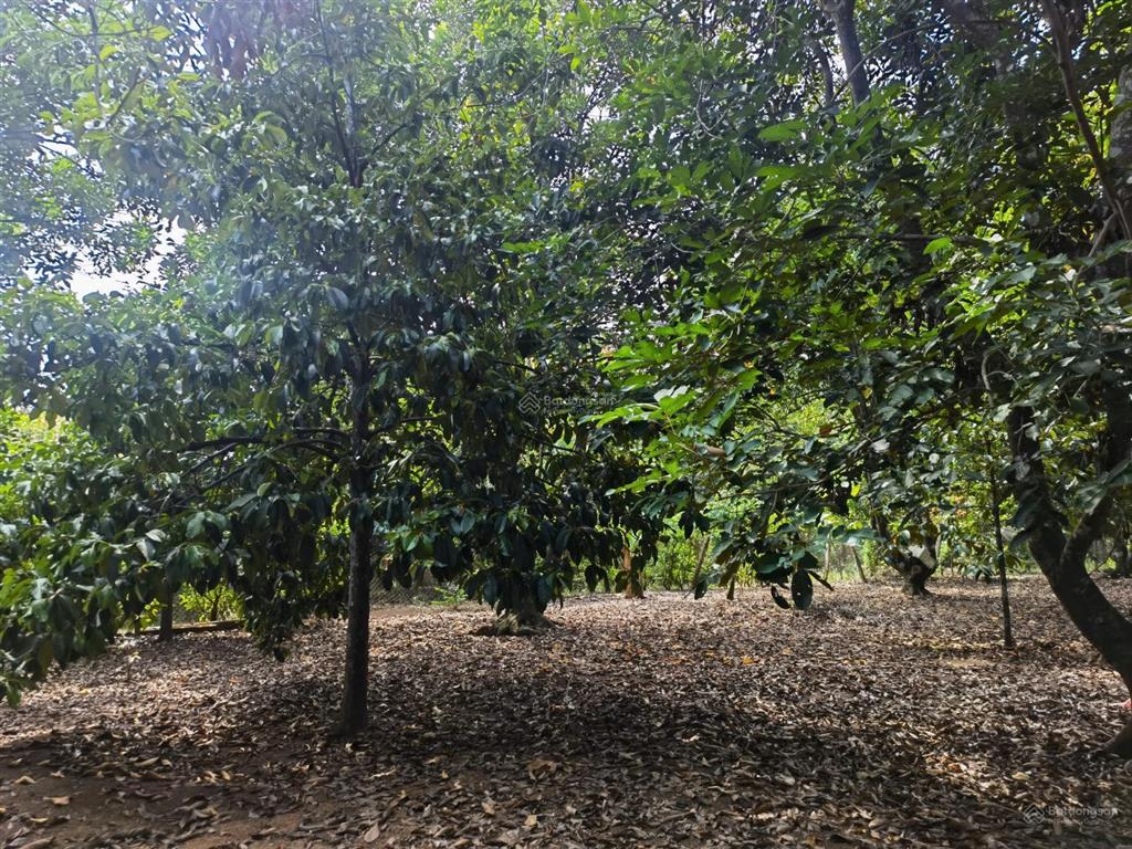 Bán đất vườn cây ăn trái mặt tiền đường lê a 6000m2 giá chỉ 7tr/m2