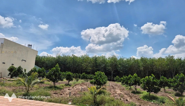 Sang gấp 298m2, mặt tiền đường nhựa đang trồng mít 520 triệu, sổ riêng sẵn thổ cư