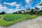 Sổ hồng riêng 4819m2 view sông Thạnh Xuân 33, giá 29.9 tỷ