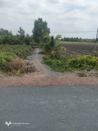 Đất vườn 8500m2 Tân Thành, Thủ Thừa, Long An, siêu hời