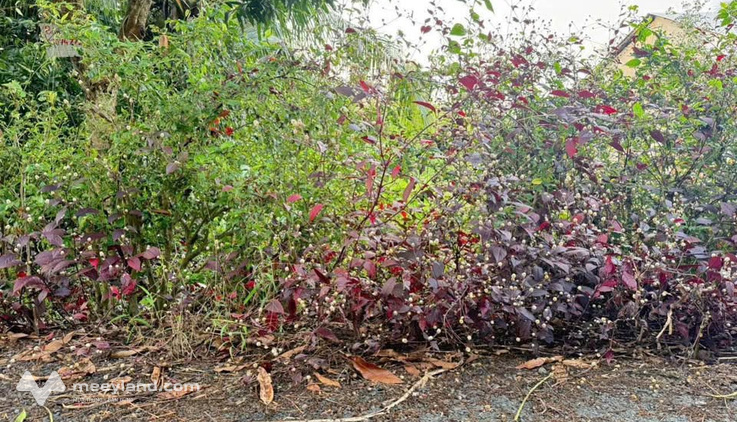 Bán đất 384m2 tại Phường Vị Thanh, Thành phố Vị Thanh, Hậu Giang