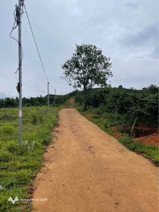 Đất đẹp view săn mây tại Lạc Dương, rẻ bất ngờ