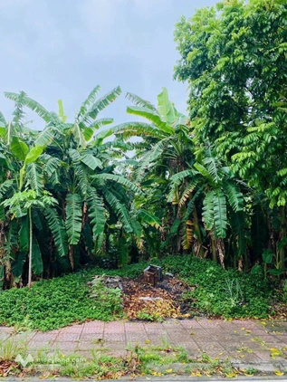 Đất dịch vụ Đôn Hậu Vĩnh Phúc 100m2, vị trí đắc địa gần siêu thị Go