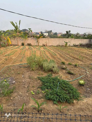 Đất đẹp Hiệp Hòa, nở hậu mê ly, giá chỉ 1 tỷ