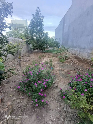 Bán đất thổ cư 167m2 tại Long Bình, Phan Rang, Ninh Thuận