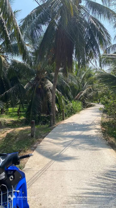 Bán đất vườn dừa 9 công tại Thới Thạnh, Thạnh Phú, Bến Tre