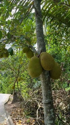 Đất đẹp như mơ tại Sơn Đông, giá rẻ bất ngờ