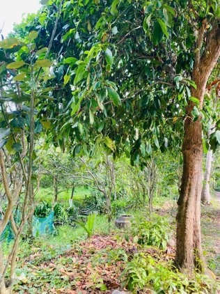 Đất vườn xanh mát Tiên Thủy, chốn bình yên cho tâm hồn