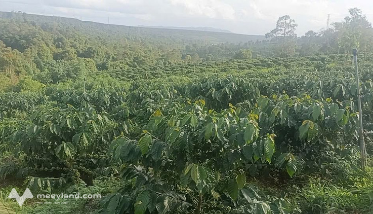 Đất rẫy 1 hecta tại Ia Der, có sẵn cà phê, nước non tràn trề