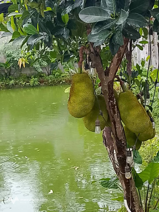 Bán căn nhà vườn tọa lạc tại Diên Khánh, với diện tích đất rộng rãi 352m2, giá 2.6 tỷ